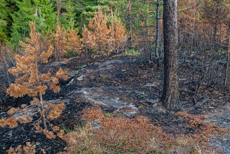Conflagration- burned forest. Nature landscape- national park