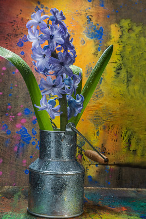 Still life flower hyacinth. Bulbous plant, which grows in the garden area and in the home. Photo jacinth used for printing on large format canvas.のeditorial素材