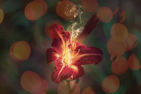 Blurred background flowers- bokeh  abstract. Soft lights pattern- summer plantの写真素材