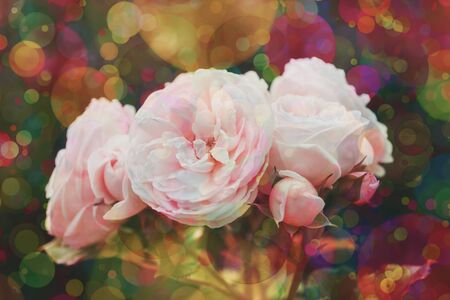 Blurred background flowers- bokeh  abstract. Soft lights pattern- summer plantの写真素材