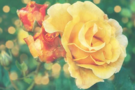Blurred background flowers- bokeh  abstract. Soft lights pattern- summer plantの写真素材