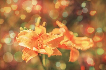 Blurred background flowers- bokeh  abstract. Soft lights pattern- summer plantの写真素材