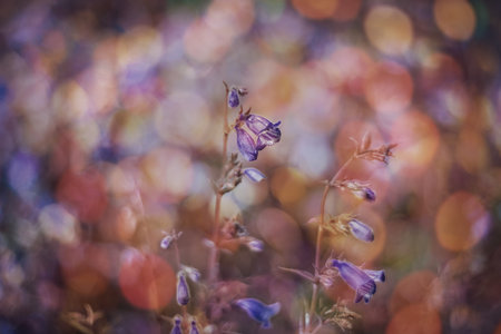 Blurred background flowers- bokeh  abstract. Soft lights pattern- summer plantの写真素材