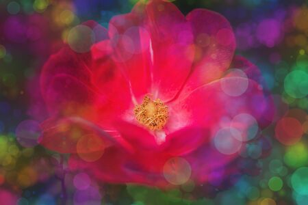 Blossom flowers background- header rose. Bokeh  abstract defocused. Soft lights pattern- selective focus. Art sparkleの写真素材