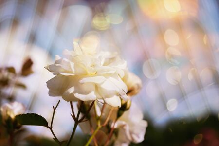Blossom flowers background- header rose. Bokeh  abstract defocused. Soft lights pattern- selective focus. Art sparkleの写真素材