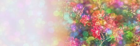 Blossom flowers background- header rose. Bokeh  abstract defocused. Soft lights pattern- selective focus. Art sparkleの写真素材