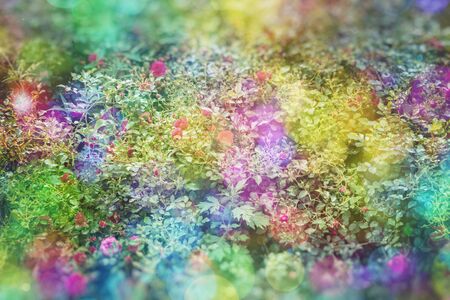 Blossom flowers background- header rose. Bokeh  abstract defocused. Soft lights pattern- selective focus. Art sparkleの写真素材
