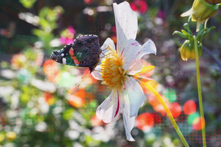 Blossom flowers background- header rose. Bokeh abstract defocused. Soft lights pattern- selective...