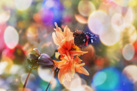 Blossom flowers background- header rose. Bokeh abstract defocused. Soft lights pattern- selective focus. Art sparkleの写真素材