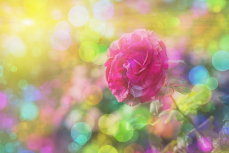 Blossom flowers background- header rose. Bokeh abstract defocused. Soft lights pattern- selective...