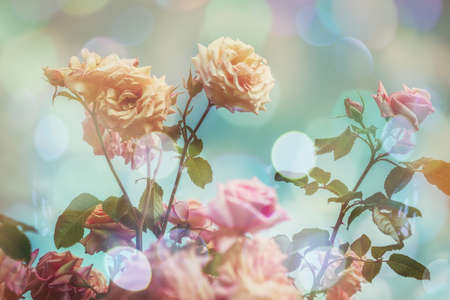 Blossom flowers background- header rose. Bokeh abstract defocused. Soft lights pattern- selective focus. Art sparkleの写真素材