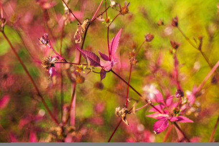 Fall backdrop. Autumn background- colorful bokeh. Outdoor scenic