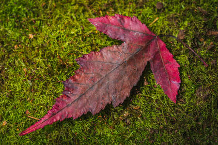 Autumn colors- yellow leaves lie on a background of green mossの写真素材