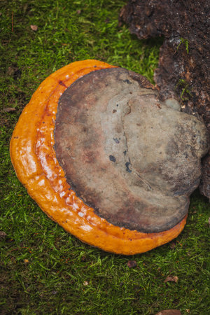 Fomitopsis pinicola- medicinal mushrooms the fungus in the wild
