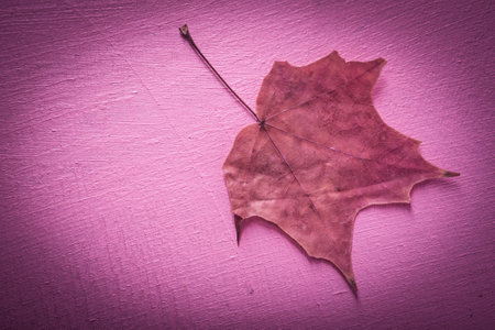 An autumn leaf lies on a dark background. Photography- abstract structureの写真素材