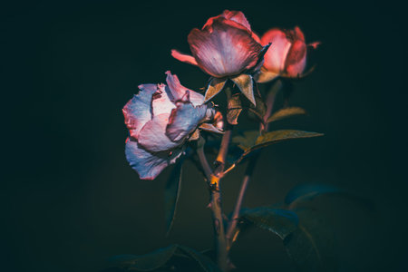 Soft focus flowers with blurred background. Wildflower light bokeh