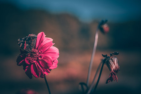Soft focus flowers and butterfly with blurred background. Wildflower light bokeh