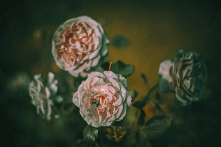 Soft focus flowers- blurred background. Wildflower- light bokeh