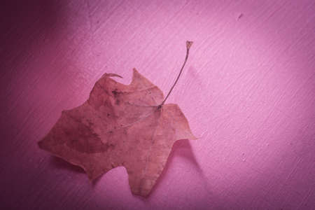 An autumn leaf lies on a dark background. Photography- abstract structureの写真素材