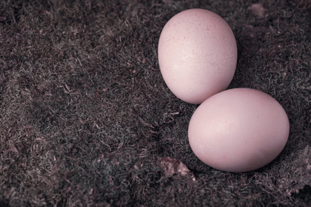 Art style- chicken egg is prepared for cooking. Still life- homemade food