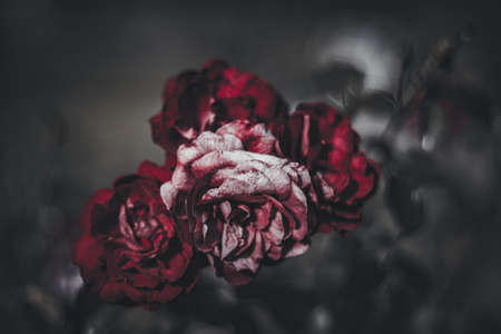 Soft focus flowers- blurred background. Wildflower- light bokehの写真素材