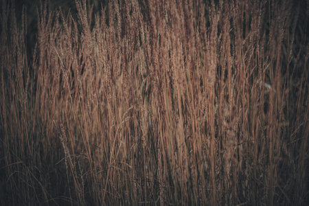 Soft focus flowers- blurred background. Wildflower- light bokeh
