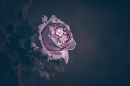 Soft focus flowers- blurred background. Wildflower- light bokehの写真素材