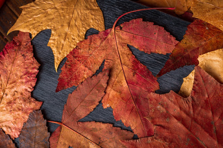An autumn leaf lies on a dark background. Photography- abstract structure