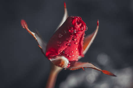 Background art- stylish still life flowers. Creative artwork used for printing on large format canvasの写真素材