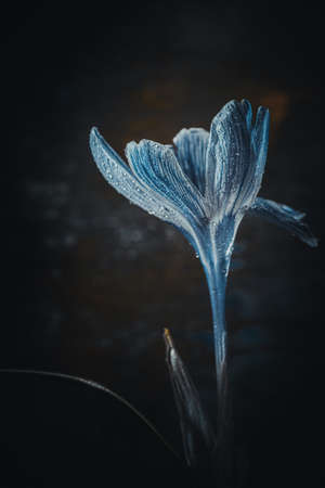 Background art- stylish still life flowers. Creative artwork used for printing on large format canvasの写真素材