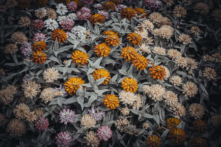 Background art- stylish still life flowers. Creative artwork used for printing on large format canvasの写真素材