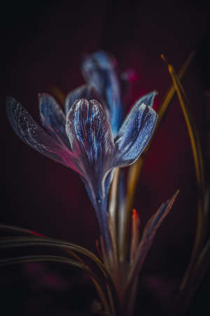 Background art- stylish still life flowers. Creative artwork used for printing on large format canvasの写真素材