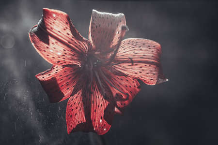 Background art- stylish still life flowers. Creative artwork used for printing on large format canvasの写真素材