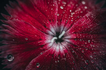 Background art- stylish still life flowers. Creative artwork used for printing on large format canvasの写真素材