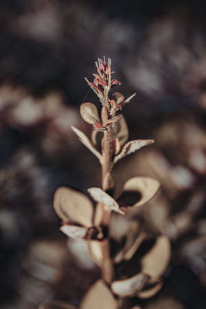 Background art- stylish still life flowers. Creative artwork used for printing on large format canvasの写真素材