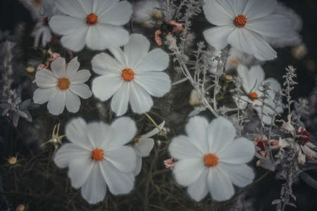 Background art- stylish still life flowers. Creative artwork used for printing on large format canvasの写真素材