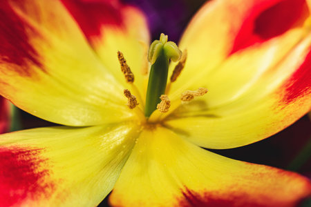 Spring background. Flowers tulip- selective focus. Creative style