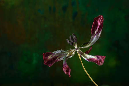 Background art- stylish still life flowers. Creative artwork used for printing on large format canvasの写真素材