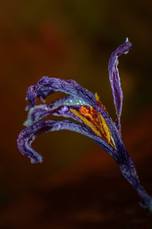 Background art- stylish still life flowers. Creative artwork used for printing on large format...