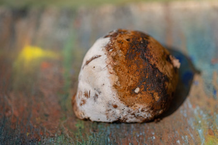 Fomitopsis pinicola. The medicinal mushroom tinder is lying on the table. It affects wooden...