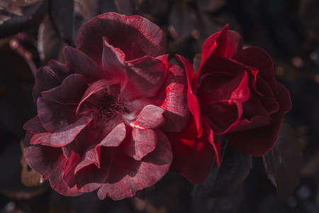 Background art- stylish still life flowers. Creative artwork used for printing on large format canvasの写真素材