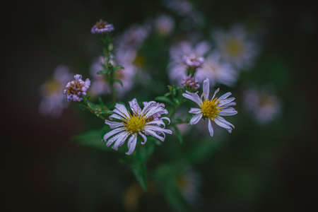 The flowers are out of focus. A pleasant blur of the image can be used in the work of the designerの写真素材