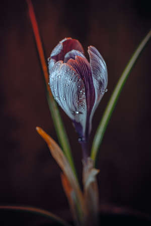 Background art- stylish still life flowers. Creative artwork used for printing on large format canvasの写真素材