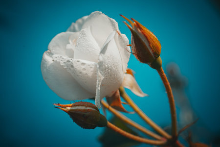 Background art- stylish still life flowers. Creative artwork used for printing on large format...