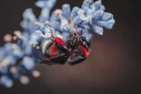 Background art- stylish still life flowers. Creative artwork used for printing on large format canvasの写真素材