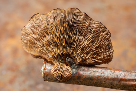 Fomitopsis pinicola. The medicinal mushroom tinder is lying on the table. It affects wooden...