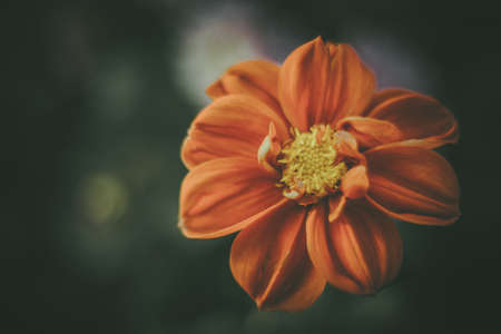 Background art- stylish still life flowers. Creative artwork used for printing on large format canvasの写真素材