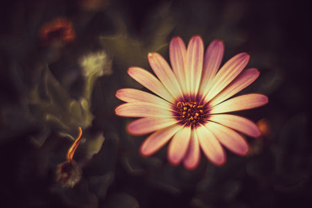 Background art- stylish still life flowers. Creative artwork used for printing on large format...