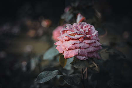 Background art- stylish still life flowers. Creative artwork used for printing on large format canvasの写真素材