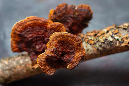 The medicinal mushroom polypores is lying on the table. Abstract backgroundの写真素材